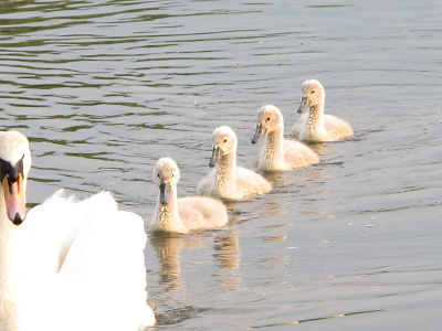 Swan and cygnets in a line swan