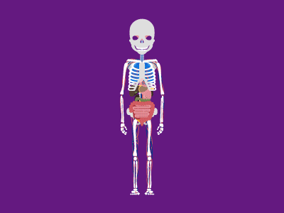 Sum of the Whole anatomy bones skeleton
