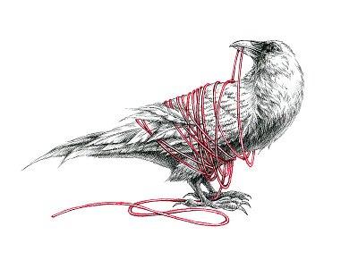 White Raven Illustration animal art bird crow drawing drawn hand drawn illustration ink ink drawing pencil drawing raven