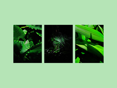 Fauna Triptych fauna leaves light photography plants shadow texture