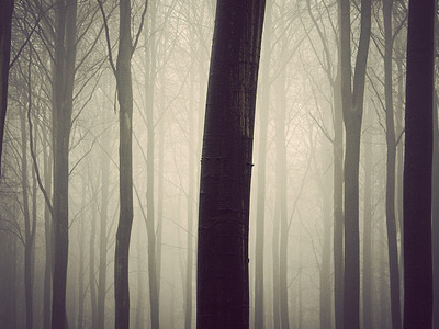 The Trees denmark eerie epic fog landscape mist morning nature retro scandinavian trees woods