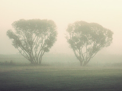 18 course denmark eerie epic fog golf landscape mist morning nature retro scandinavian trees woods