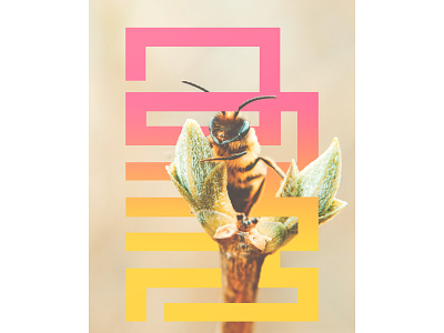 Bee. animal bee bigun design digital minimal photo art script typogaphy