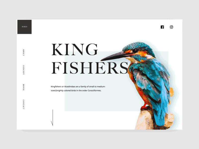 Landing page -DailyUI #003 003 bird dailyui landing page lp ui ui ux