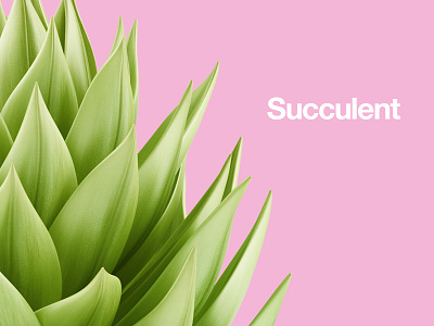 Succulent Teaser