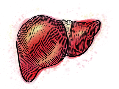 Liver in Pen and Ink illustration illustrator liver organ pen watercolour