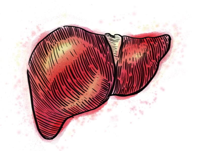 Liver Drawing, vector | Medical art, Free vector art, Free vector graphics