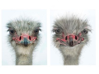 Ostrich ostrich procreate