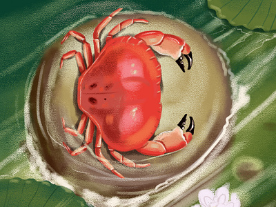 C for Crab cute design graphics illustration nature vector