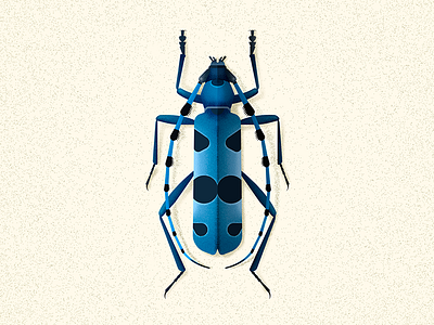 Rosalia Alpina beetle beetle bug coleoptera emtomology illustation insect naturalhistory vector