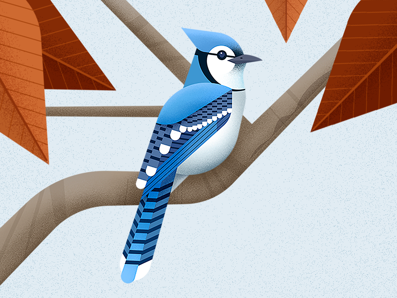 Blue jay, illustration - Stock Image - C033/0693 - Science Photo Library