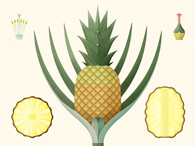 Pineapple ananas botanical botanical art botanical illustration fruit illustration pineapple pineapples piña tropical vector