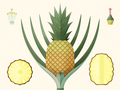 Pineapple