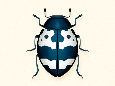 Barytopus beetle animal beetle biodiversity bug coleoptera illustration insect vector wild animal