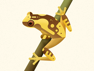 Hourglass Treefrog amphibian animal biodiversity frog illustration vector wild animal