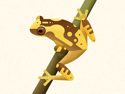 Hourglass Treefrog