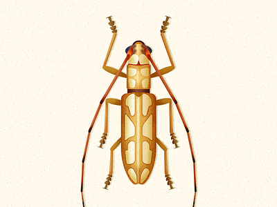 Longhorn Beetle beetle biodiversity bug coleoptera illustration insect vector