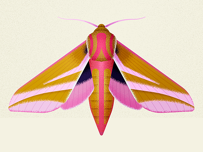 elephant hawk moth biodiversity bug design illustration insect moth moths nature vector