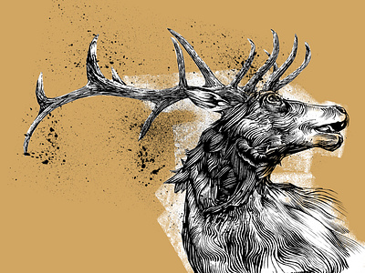 Elk Illustration