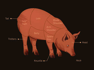 Pork Infographic animal design digital editorial illustration infographic magazine pig pork vector