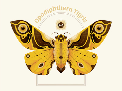 Opodiphthera Tigris