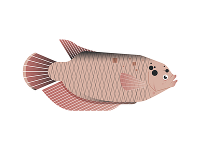 Gourami animal editorial education fish icon illustration indonesia line river minimal science side water