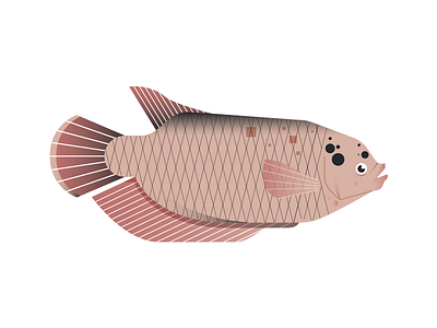 Gourami