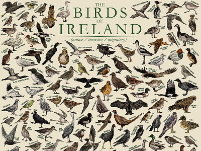 Birds of Ireland animal art art artwork colour colouring pencils drawing hand drawn illustration ireland pen sketch wildlife