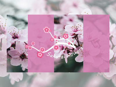 Sakura Flowers 🌸 adobe illustrator adobe photoshop create design graphic graphic design illustration japan japanese logo opacity sakura typography vector webdesign wild