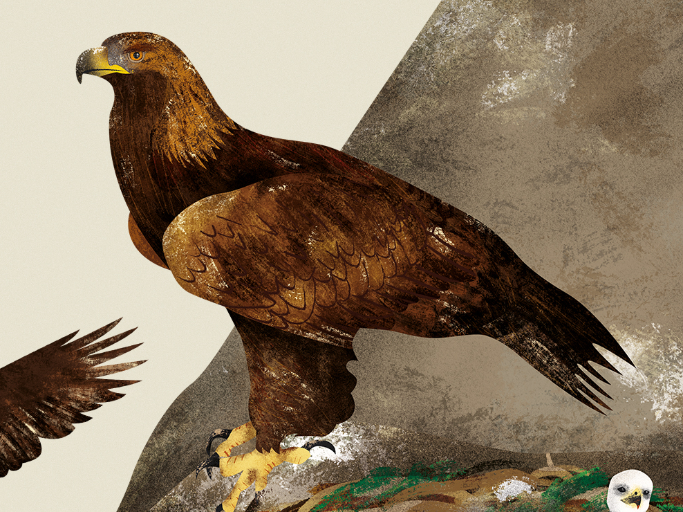 Golden Eagle Illustration From All About The Egg By