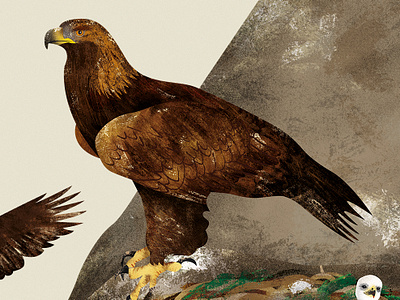 Golden Eagle - illustration from "All about the Egg" animal illustration book illustration children book encyclopedia golden eagle illustration illustrator natural science