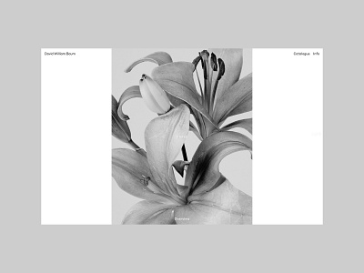 David William Baum, Flores design flower flowers portfolio typography