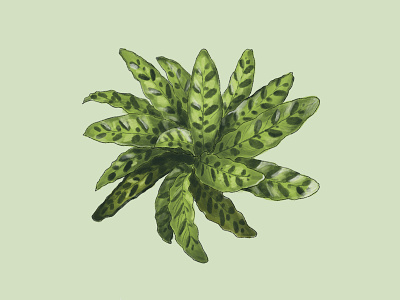 Rattlesnake Plant digitalart illustration illustration digital ipad plant illustration procreate social media design
