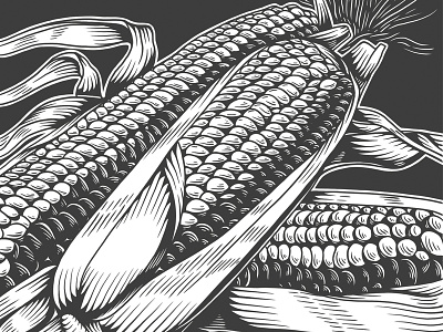 maiz black white digital diseño editorial illustrations ilustración oaxaca