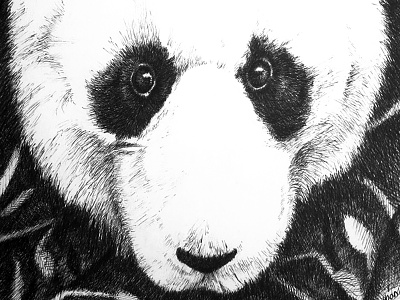 Panda Portrait pen and ink