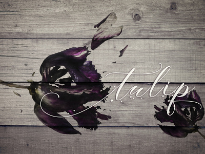 Tulips adobe art artwork color dead design digital draw flower font graphic design illustration nature painting photoshop poster tulips type typography