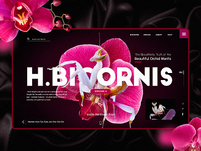 H.Bicornis art black dark design flower illustration landing page luxury mantis pink typography ui ux vietnam web