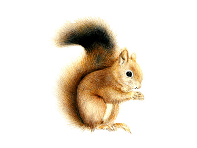 squirrel drawing