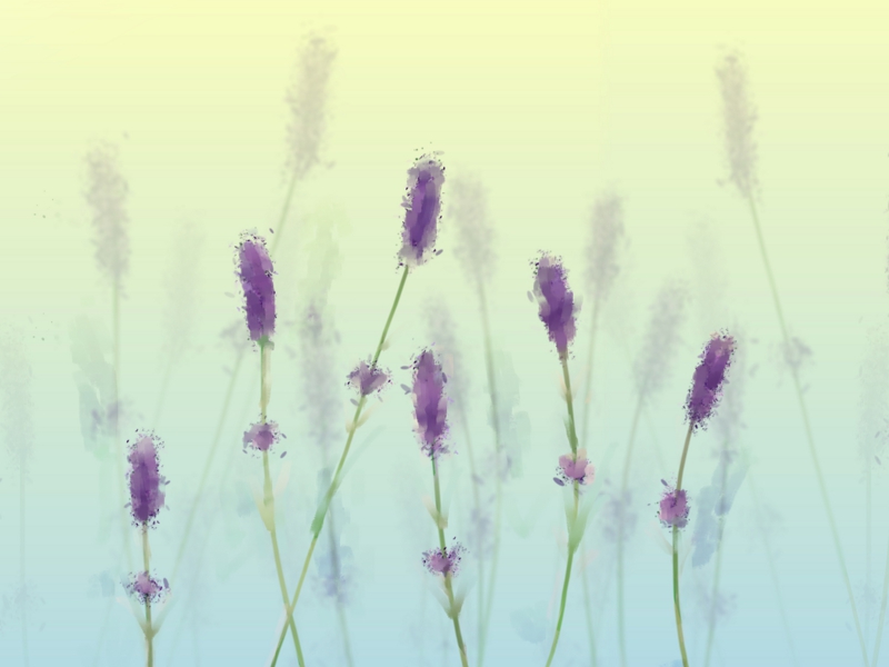 Lavender Speedpaint by Li on Dribbble