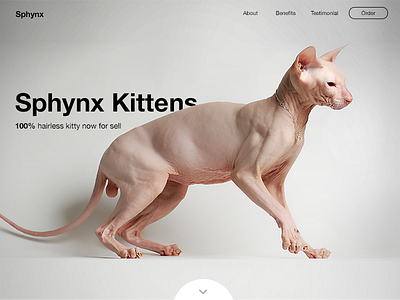 Sphynx