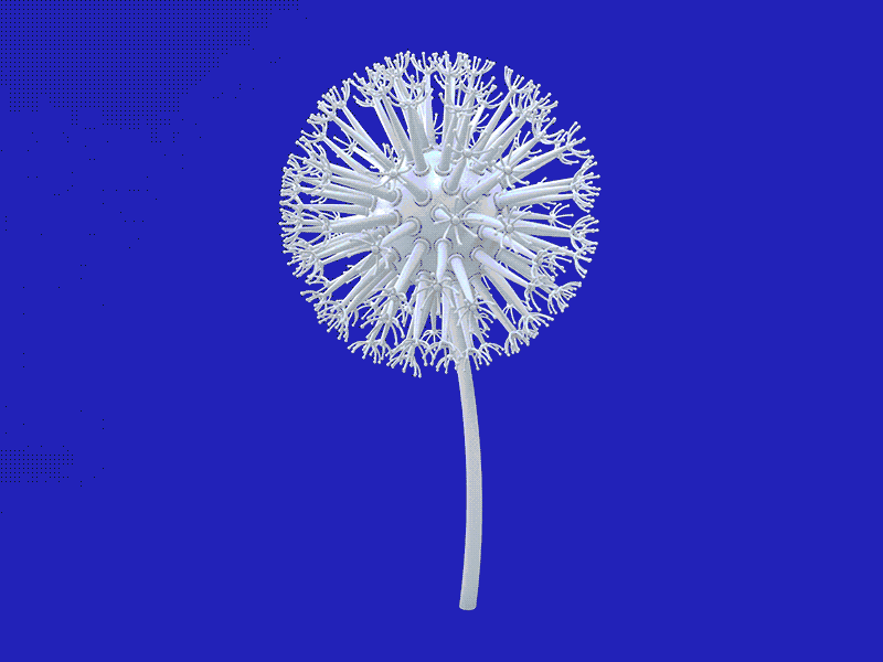 Dandelion 3d animation c4d cinema 4d dandelion flower nature seed