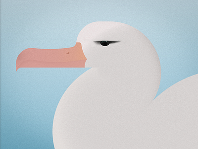 black-browed albatross albatross bird blue brow illustration nature vector white