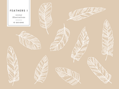 Feathers Vector Illustrations design drawing etsy etsy shop graphicdesign illustration nature vector