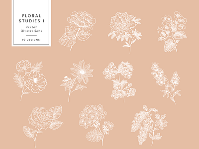 Floral Studies Illustrations design drawing floral flowers graphicdesign illustration leaves nature plants vector