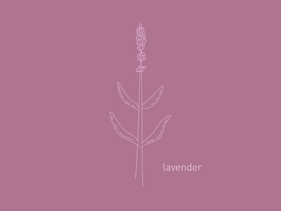 Companion Plants — Lavender branding cannabis design companion plants gardening graphic design herb illustration lavender line art minimal vector