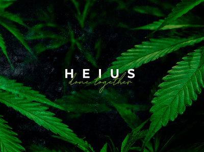 HEIUS CBD brand branding cannabis cbd design layout logo weed