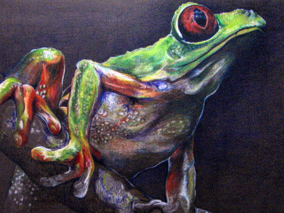 Tree Frog charcoal colored drawing frog illustration pencil realistic traditional tree