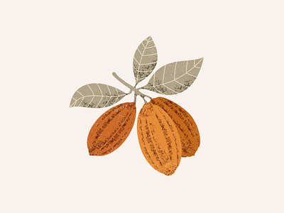 Cocoa beans beans botanical cacao chocolate cocoa illustration retro sweet textured vector xara
