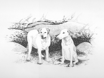 Labs dog lab pencil sketch tree