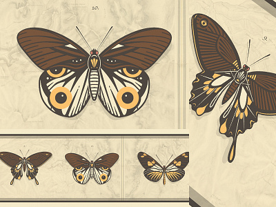 Butter Fly 2 butterfly nature symmetry vector
